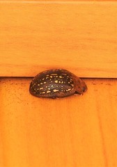 Paropsisterna cernua