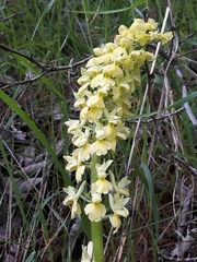 Orchis pallens