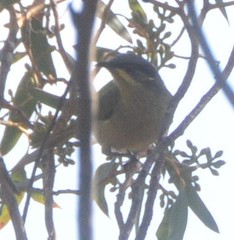 Lichenostomus cratitius