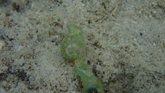 Lamprohaminoea cymbalum