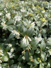 Osmanthus × burkwoodii