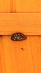 Paropsisterna cernua