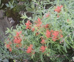 Castilleja martini