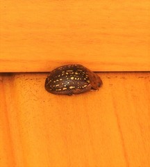 Paropsisterna cernua