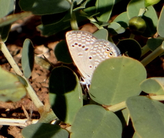 Freyeria trochylus