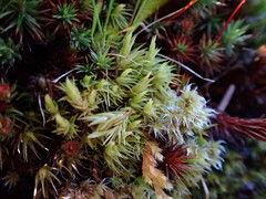 Dicranum howellii