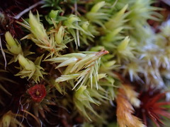 Dicranum howellii