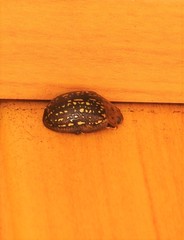 Paropsisterna cernua