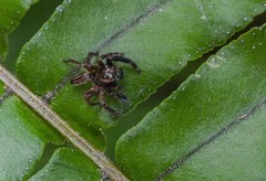 Colopsus