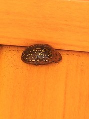 Paropsisterna cernua