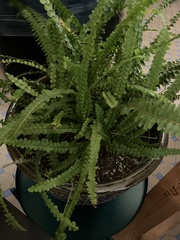 Nephrolepis duffii