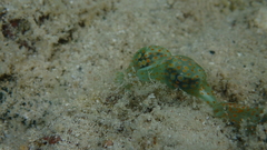 Lamprohaminoea cymbalum