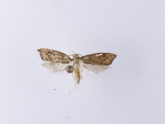 Gymnobathra hamatella