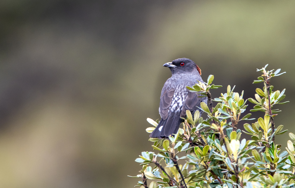 Red-Crested Cotinga