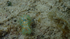 Lamprohaminoea cymbalum