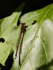 Oxyagrion