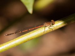Oxyagrion
