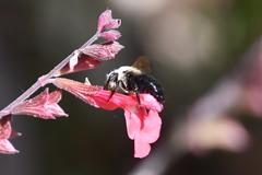 Xylocopa tabaniformis orpifex