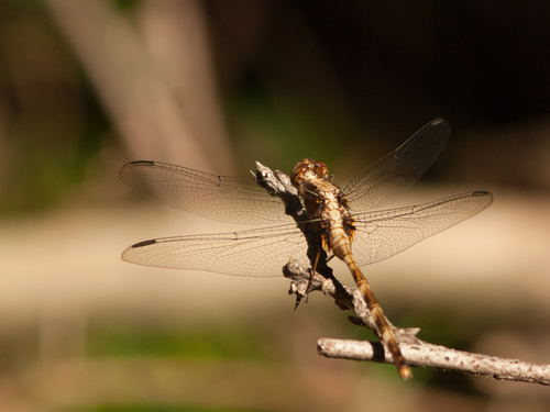 Pin-tailed Pondhawk