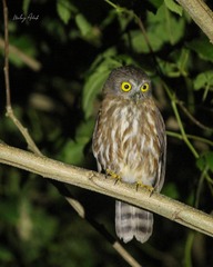 Ninox affinis