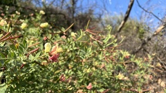 Acmispon grandiflorus