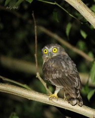 Ninox affinis