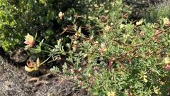 Acmispon grandiflorus