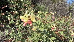 Acmispon grandiflorus