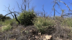 Acmispon grandiflorus