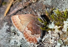Callophrys mossii