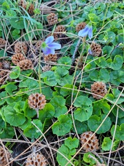 Viola banksii