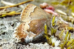 Callophrys mossii