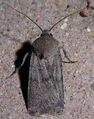 Euxoa comosa