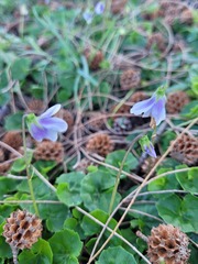 Viola banksii