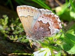 Callophrys mossii