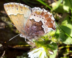 Callophrys mossii