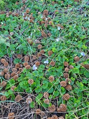 Viola banksii