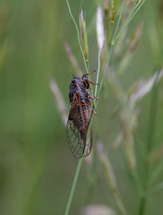 Cicadetta montana