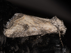 Hadenella pergentilis