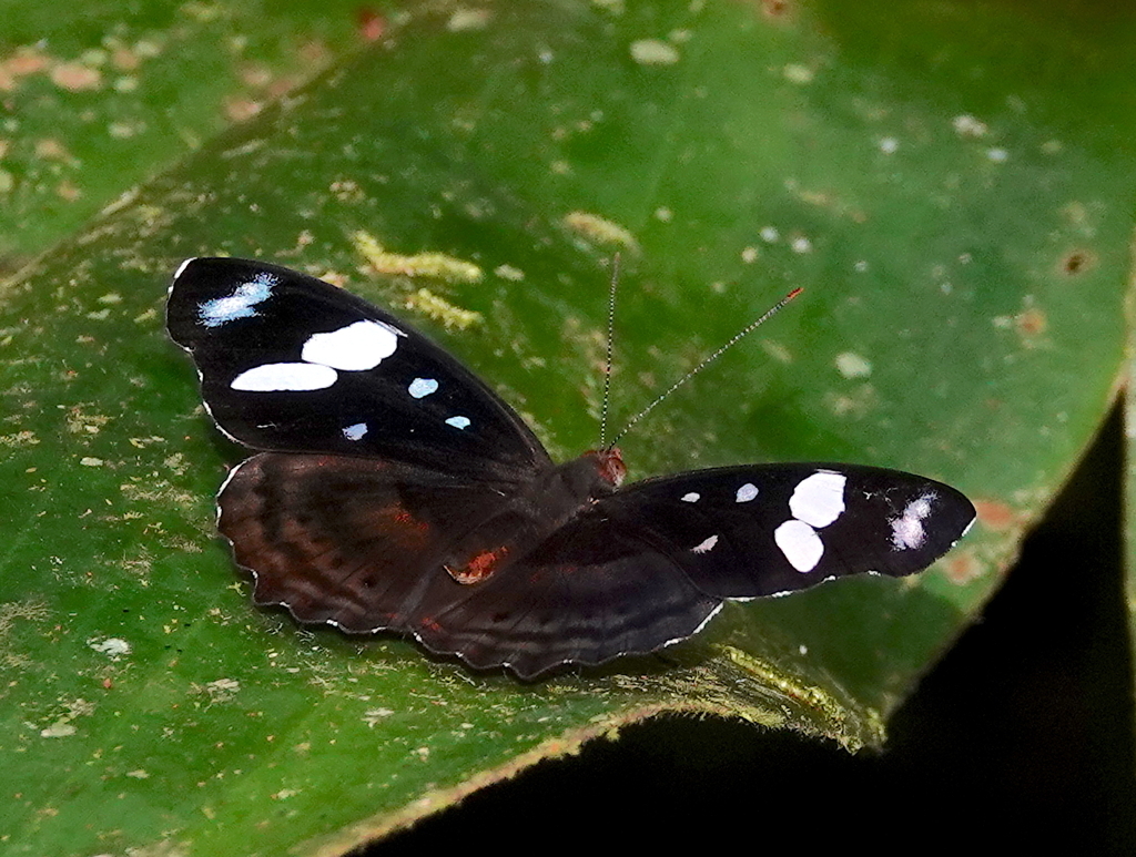 Capenas Bluewing