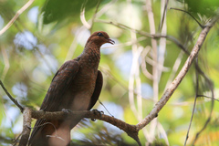 Macropygia rufipennis