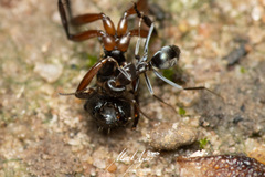 Iridomyrmex suchieri