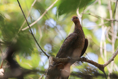 Macropygia rufipennis