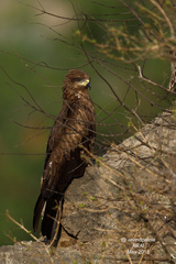 Milvus migrans