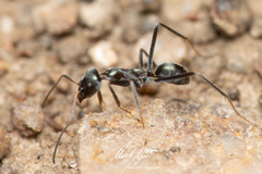 Iridomyrmex mayri