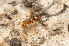 Pheidole rugosula