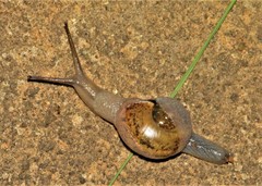 Kerkophorus melvilli