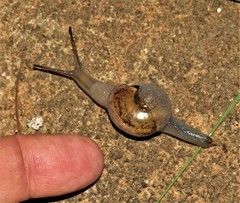 Kerkophorus melvilli