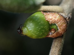 Callirhytis carmelensis