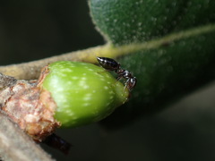 Callirhytis carmelensis